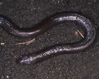 白尾雙足蜥 白尾雙足蜥