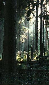 比亞活維耶扎森林公園