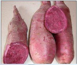 紫羅蘭紫薯 紫羅蘭紫薯
