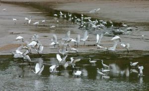 鷺鳥天堂 鷺鳥天堂