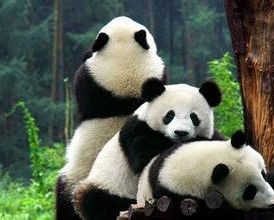 國家重點保護野生動小熊貓