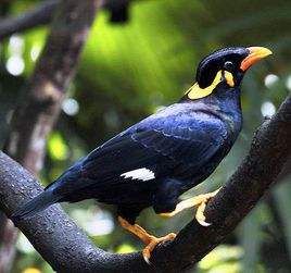 鷯哥印度亞種 鷯哥印度亞種