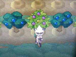 口袋妖怪樹果 口袋妖怪樹果