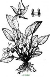 大花石蝴蝶 大花石蝴蝶