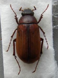 華胸突鰓金龜 華胸突鰓金龜