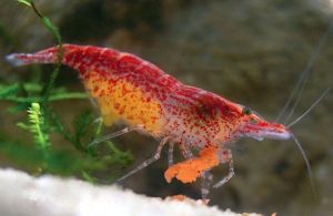 安徽米蝦 安徽米蝦