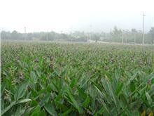 台灣五裂槭(亞種) 台灣五裂槭(亞種)