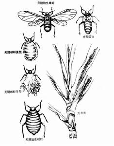甘蔗綿蚜 甘蔗綿蚜
