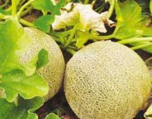 蘭州麻皮醉瓜 蘭州麻皮醉瓜