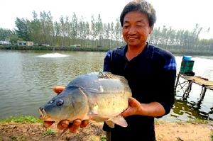 遼中鯽魚 遼中鯽魚