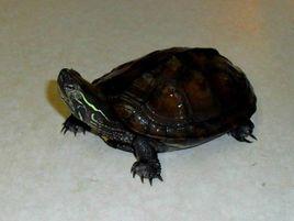 黑頸烏龜 黑頸烏龜