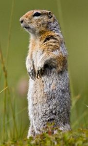 聖勞倫斯島北極地松鼠 聖勞倫斯島北極地松鼠