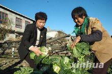 金桂蘭幫助農民整理秋菜
