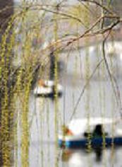 《水調歌頭·南國本瀟灑》