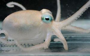 Adelieledone polymorpha章魚