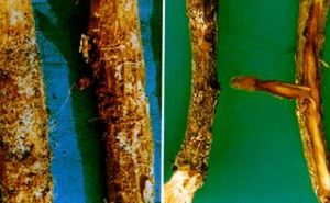 茶苗白絹病 茶苗白絹病