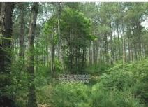 綿陽師範學院後山森林公園