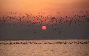 白沙洲自然保護區