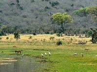 熱帶稀樹幹草原