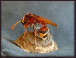 黃蜂築巢 黃蜂築巢