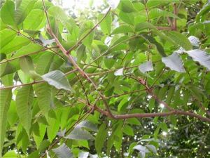 慢性潰瘍性結腸炎