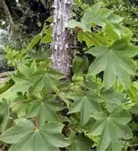 毛葉刺楸 毛葉刺楸