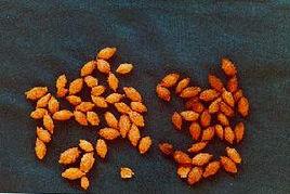 小蒼耳子 小蒼耳子