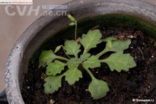 羽裂小花苣苔 羽裂小花苣苔