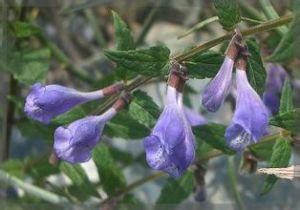 深裂歐地筍 深裂歐地筍