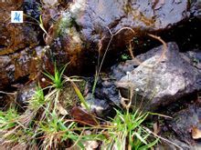 鐮形觿茅 鐮形觿茅