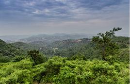 中原佛山 中原佛山