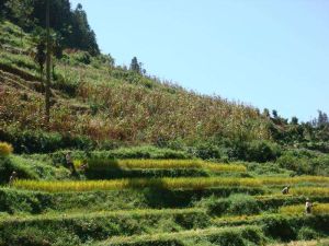 龍樹自然村[南紅河石屏縣牛街鎮尼臘村委會龍樹自然村]