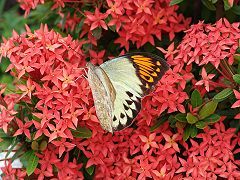 （圖）金獅湖蝴蝶園