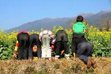 高黎貢山下的孩子們