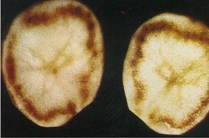 馬鈴薯環腐病 馬鈴薯環腐病