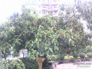 南頭中學教師樓 南頭中學教師樓