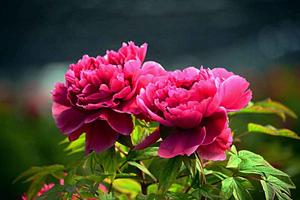 草本牡丹 草本牡丹