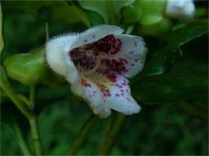 半蒴苣苔屬 半蒴苣苔屬