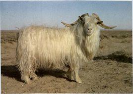 阿爾巴斯絨山羊 阿爾巴斯絨山羊