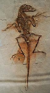 （圖）中國鳥龍的可能標本