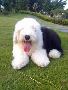 Old English Sheepdog