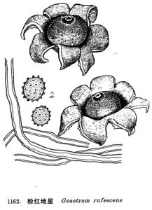 粉紅地星 粉紅地星