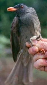 葛摩短腳鵯 葛摩短腳鵯