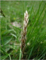 天山異燕麥 天山異燕麥