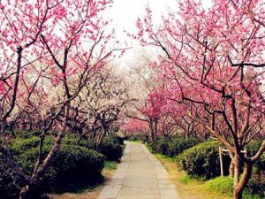 西南山梅花 西南山梅花