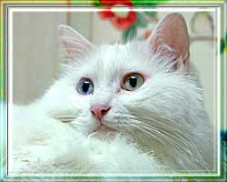 貓的自然習性 天性聰明愛清潔(圖) 貓的自然習性 天性聰明愛清潔(圖)