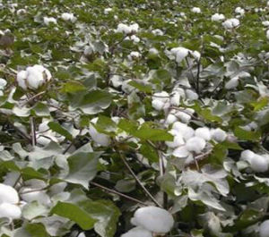 魯棉研31號 魯棉研31號