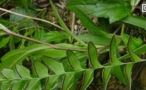 卵葉鱗始蕨 卵葉鱗始蕨