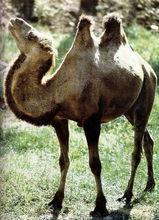 駱駝