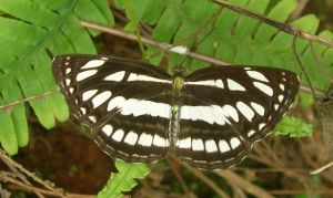 木三紋蛺蝶 木三紋蛺蝶